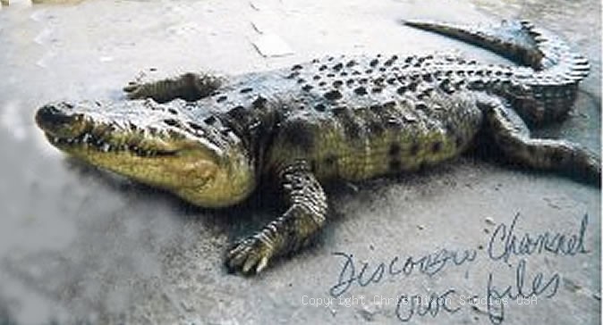 Crocodile 14ft