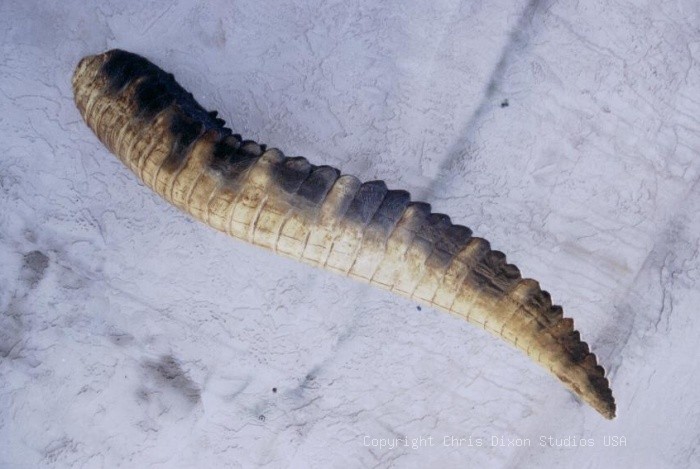 Gatortail 4ft