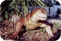 Komodo Dragon Lizzard.sized