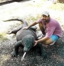 Komodo Artist