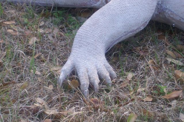 Komodo Dragon Claw