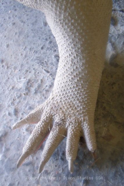 Komodo Dragon Clawhand2