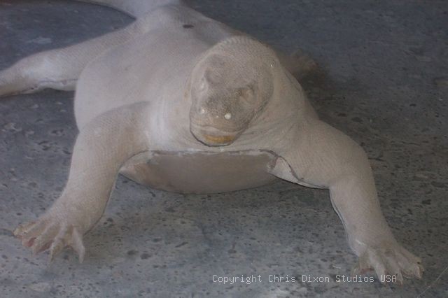 Komodo Dragon Front Unf