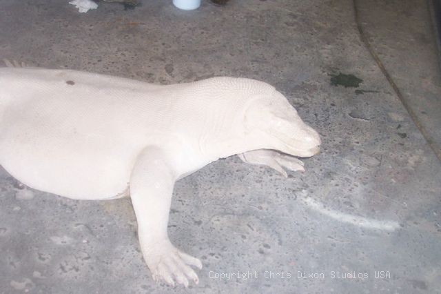 Komodo Dragon Halfghost