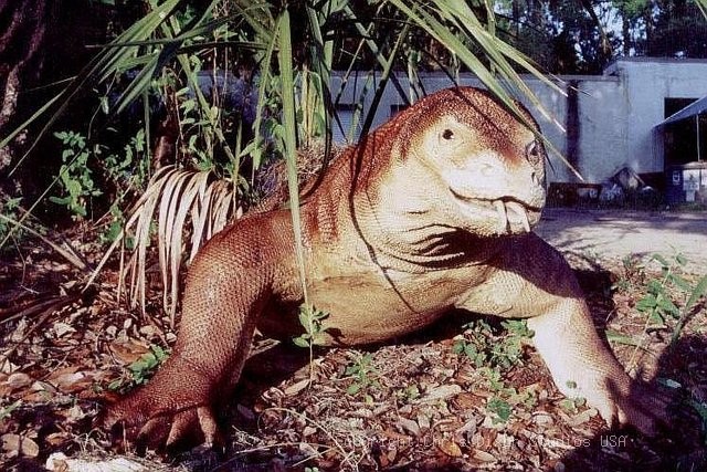 Komodo Dragon Lizzard