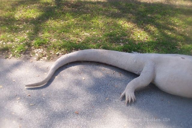 Komodo Dragon Tail