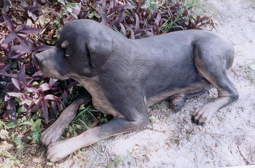 PETEs Rottweiler ZACK