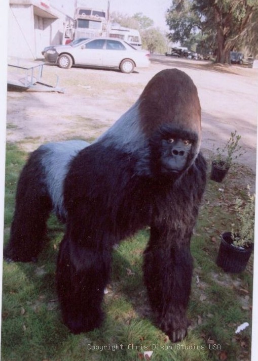Silverback Gorilla