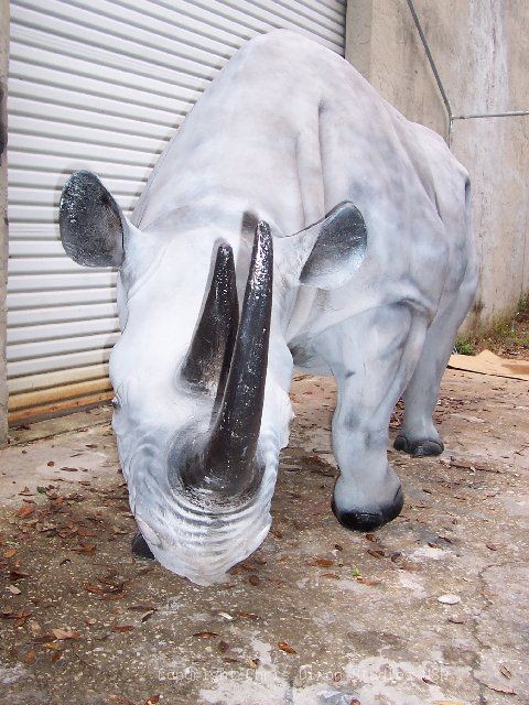 Rhinoceros Front