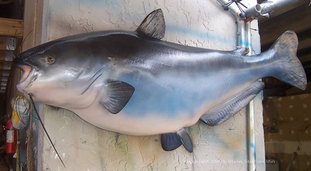 Catfish