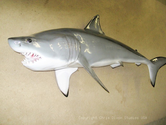 Great White Shark 6ft