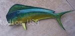 Mahi Mahi Dorado Bigfish.highlight