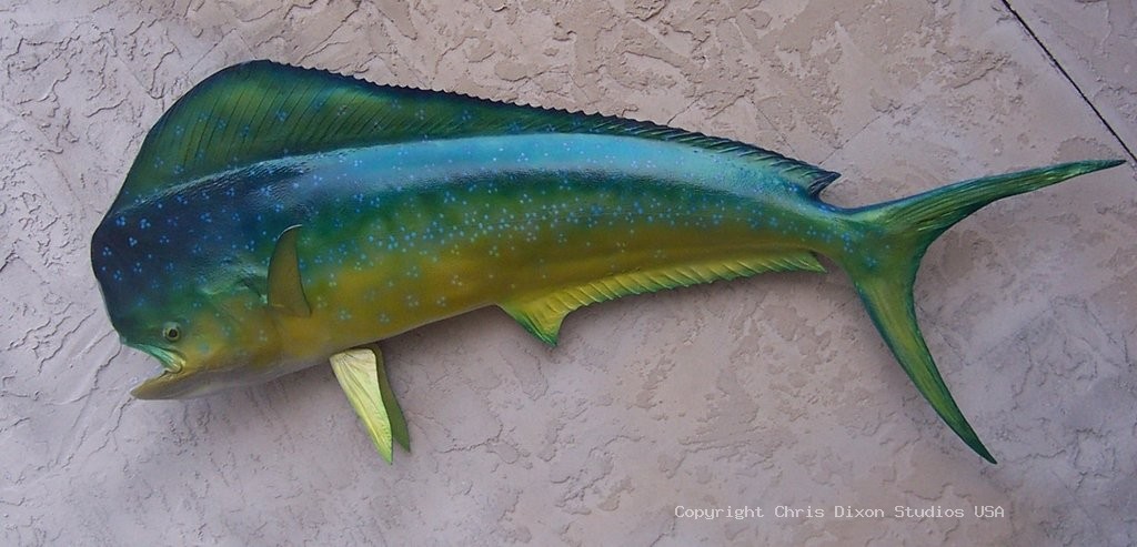 Mahi Mahi Dorado Bigfish