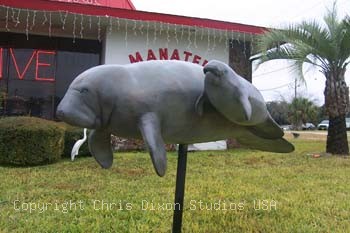 Manatees