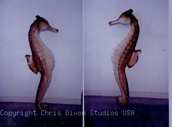 SEAHORSES