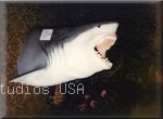 Greatwhiteshark Wall.highlight