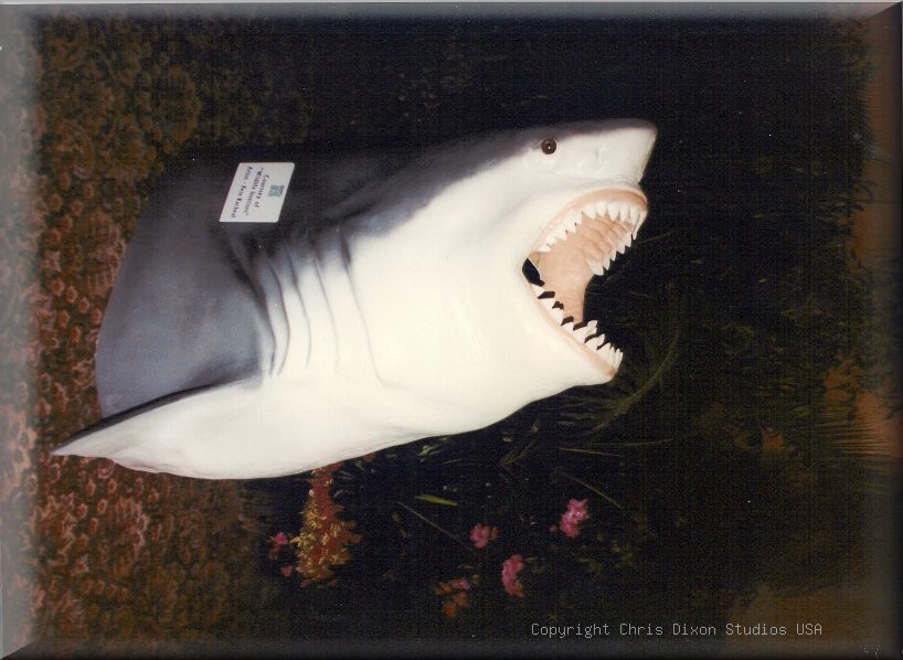 Greatwhiteshark Wall