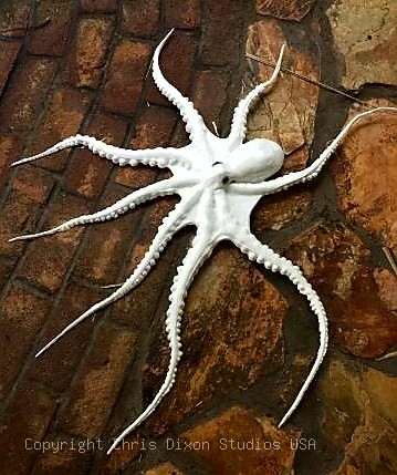 Octopus200