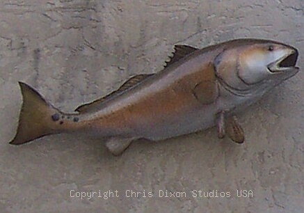 Redfish