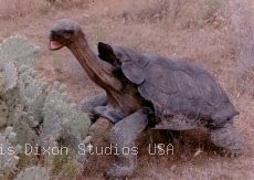 Galapagos Tortise