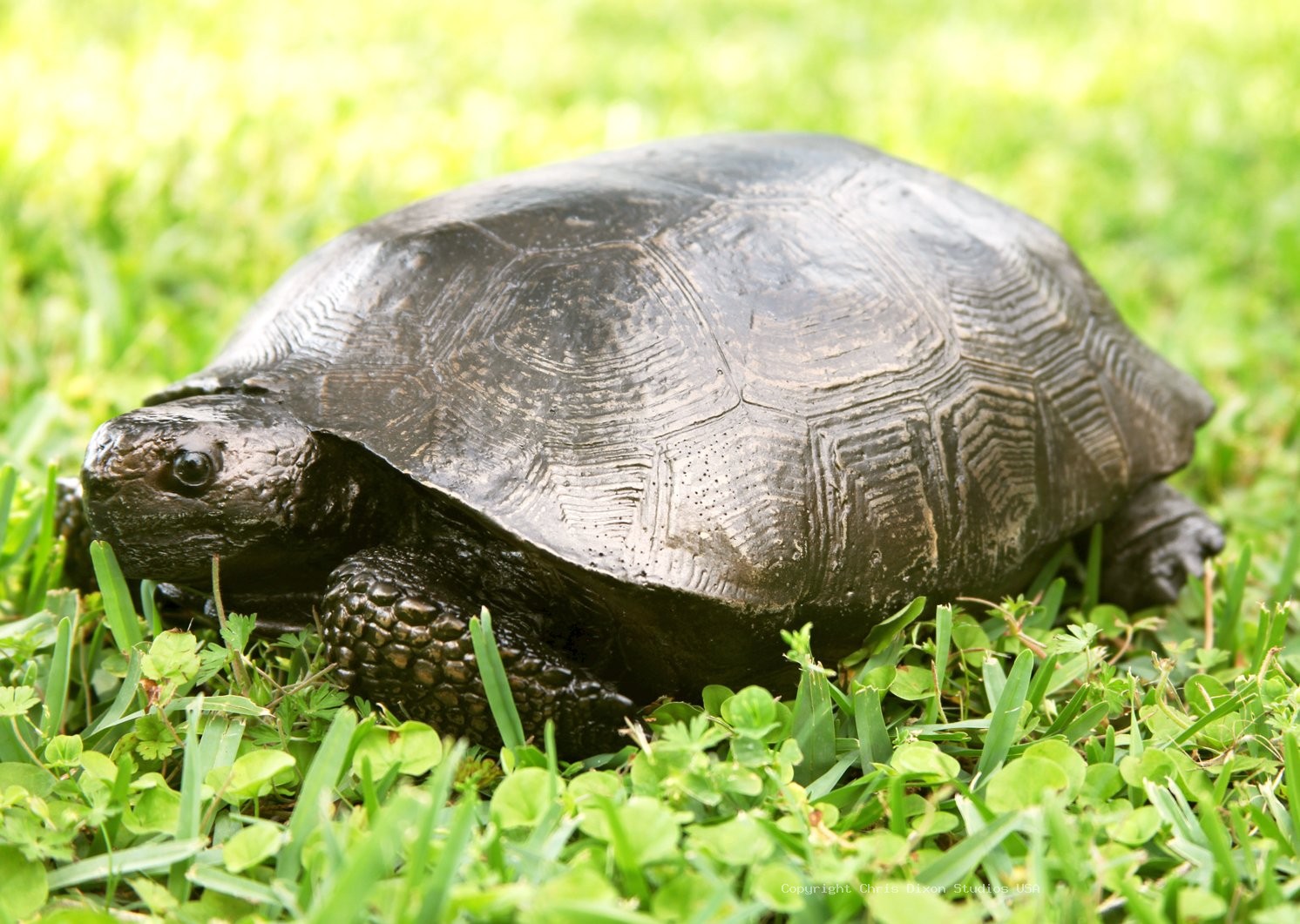 Golpher Tortise