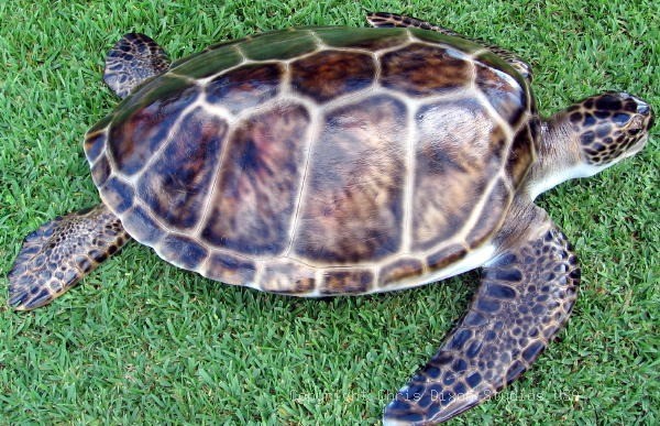 Green Seaturtle3