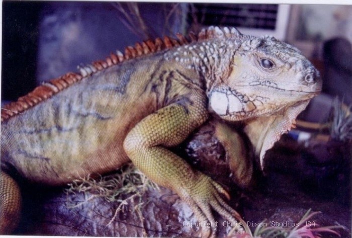 Iguana
