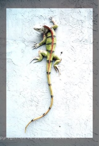 Iguana1