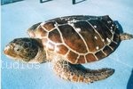 Loggerhead Turtle.highlight