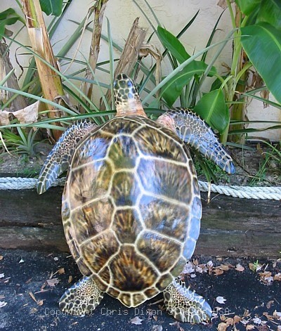 Greenseaturtle3