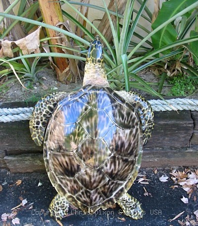 Hawksbill