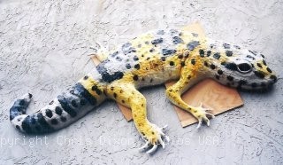 Lizard4hy7