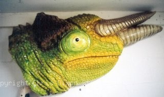 Lizard5t