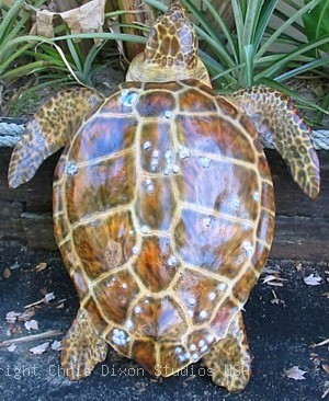 Loggerhead30