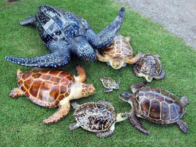 Seaturtles Group