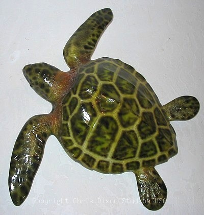 Smallloggerheadturtle1