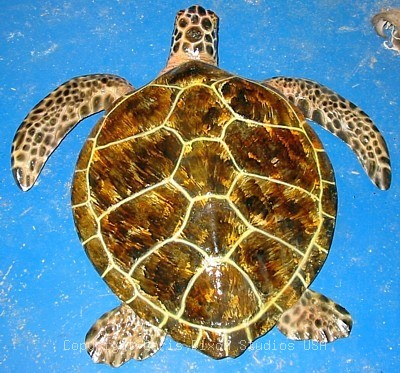 Smloggerhead