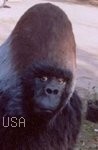 Silverback Gorilla Head.highlight