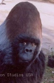 Silverback Gorilla Head