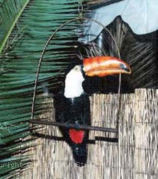Toucan Bird2