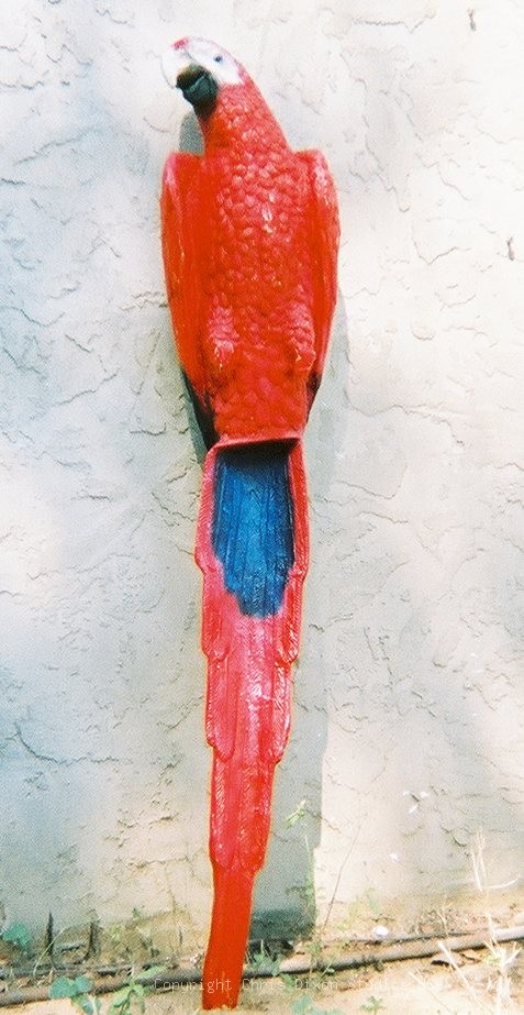Parrot 5ft