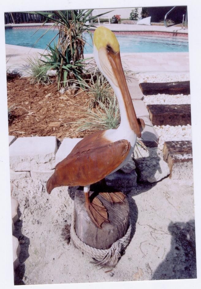 Pelican