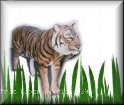 Tiger2