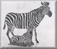 Zebras