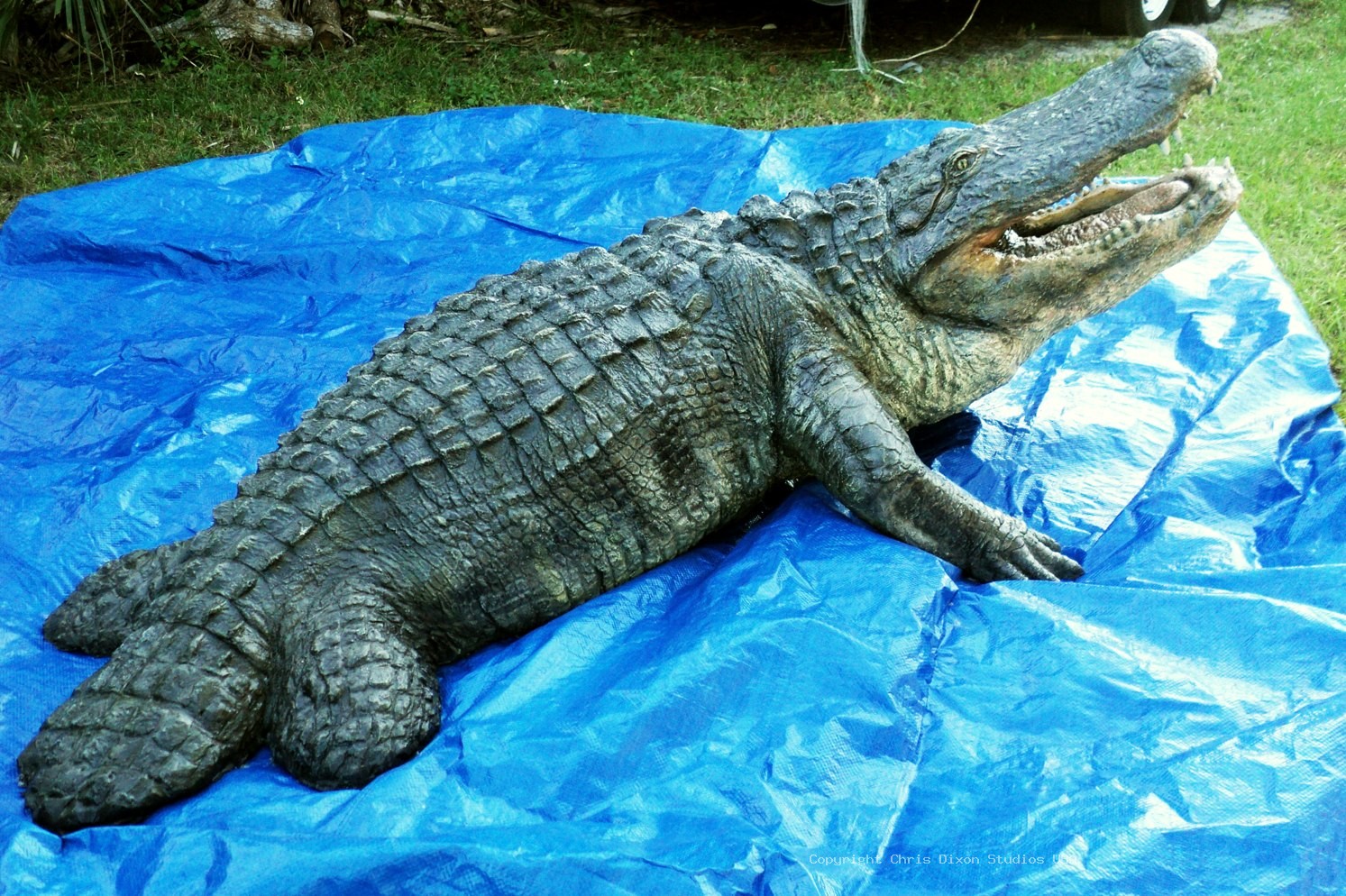 Alligator 15ftPtl 27