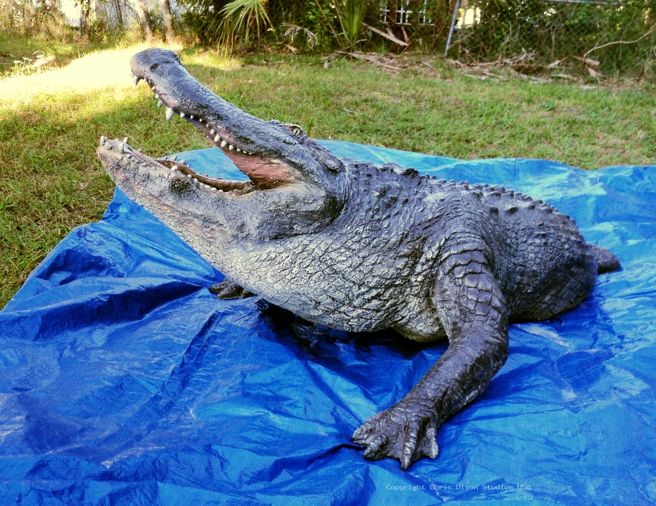 Alligator 15ftPtl 31