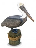 1 3a Lifesize Brown Pelican
