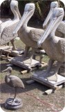 6ft Pelican  Birds8