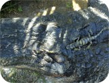 View Alligator-n-Babies-15-feet-618