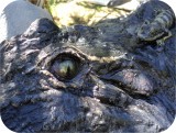 View Alligator-n-Babies-15-feet-620